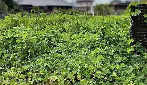 売却予定地/草刈り工事