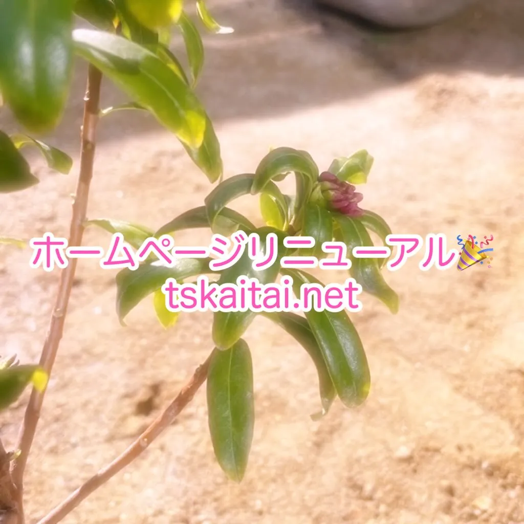 この度、ホームページがリニューアルしました♪